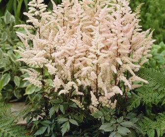 Spirea (Astilbe bumalda)
