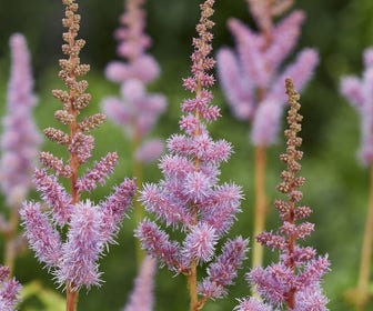 Spirea (Astilbe chinensis 'Pumila')
