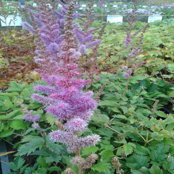 Spirea (Astilbe chinensis 'Pumila') BIO
