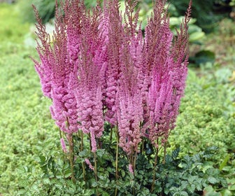 Spirea (Astilbe chinensis 'Purperkerze')