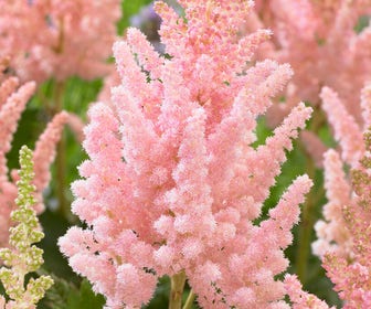 Spirea (Astilbe chinensis 'Vision Inferno')