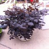 Spirea (Astilbe 'Chocolate Shogun') Bio