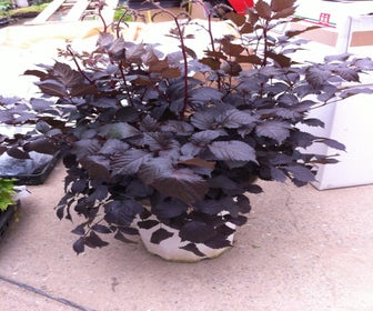 Spirea (Astilbe 'Chocolate Shogun')