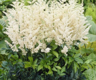 Spirea (Astilbe 'Diamant')