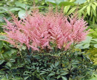 Spirea (Astilbe 'Erika')