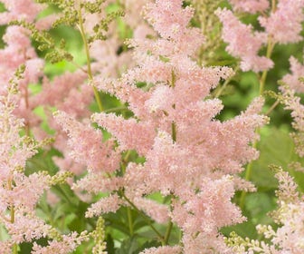 Spirea (Astilbe 'Europa')