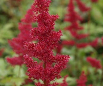 Spirea (Astilbe 'Fanal')