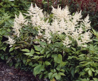 Spirea (Astilbe 'Gladstone')