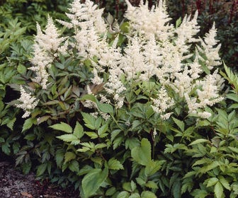 Spirea (Astilbe 'Gladstone')