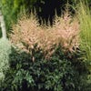 Spirea (Astilbe 'Hennie Graafland')