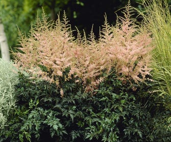 Spirea (Astilbe 'Hennie Graafland')
