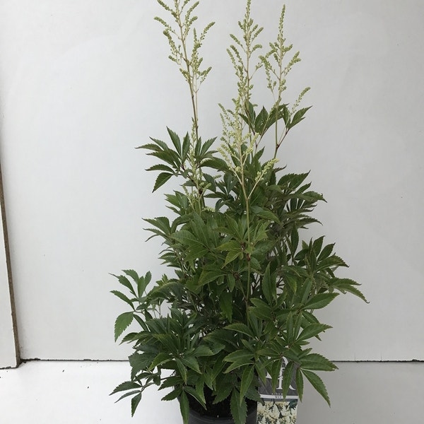 Astilbe Irrlicht  C2