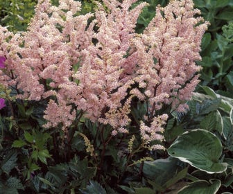 Spirea (Astilbe 'Peach Blossom')
