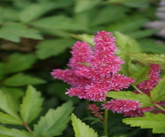 Spirea (Astilbe 'Rheinland')