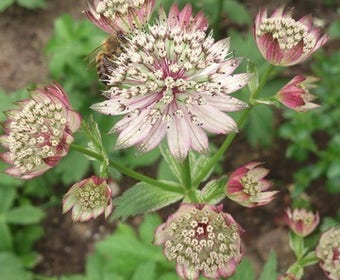 Zeeuws Knoopje (Astrantia  'Buckland')
