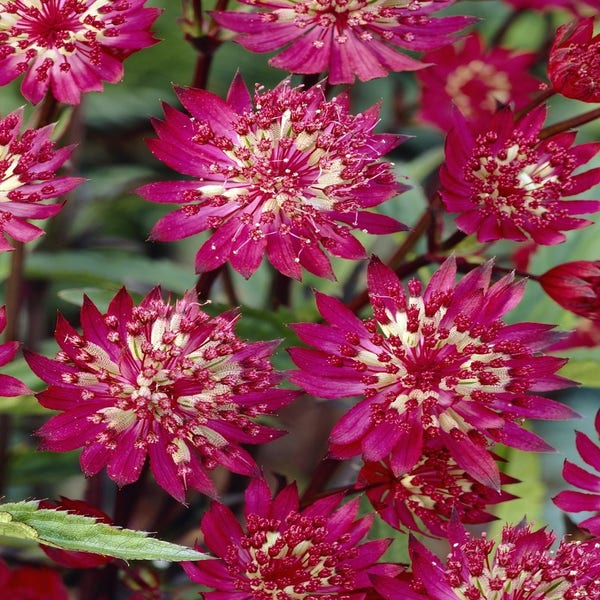 Zeeuws knoopje (Astrantia major 'Claret')