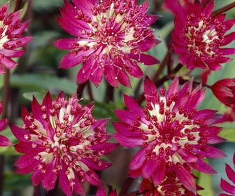 Zeeuws knoopje (Astrantia major 'Claret')