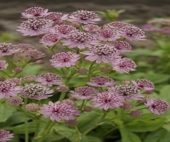 Zeeuws knoopje (Astrantia major 'Pink Pride')