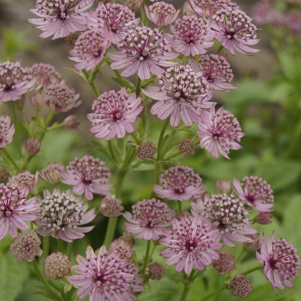 Zeeuws knoopje (Astrantia major 'Pink Pride')