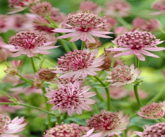 Zeeuws knoopje (Astrantia major 'Roma')