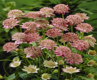 Zeeuws knoopje (Astrantia major 'Rosea') Bio
