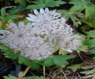Zeeuws knoopje (Astrantia major 'Shaggy')