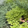 Wijfjesvaren (Athyrium filix-femina 'Frizelliae')