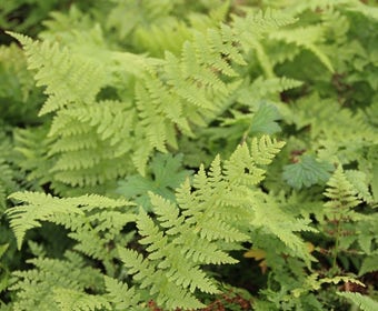Wijfjesvaren (Athyrium filix-femina)
