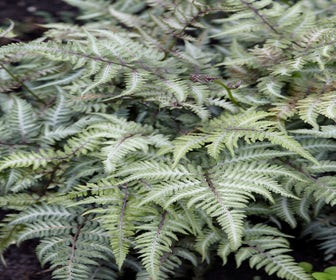 Wijfjesvaren (Athyrium niponicum 'Silver Falls')