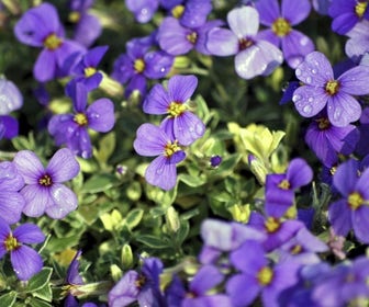 Blauwkussen (Aubrieta 'Argenteovariegata')