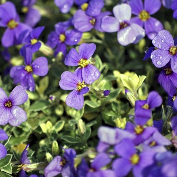 Blauwkussen (Aubrieta 'Argenteovariegata')