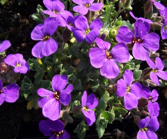 Blauwkussen (Aubrieta 'Blaumeise')