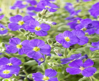 Blauwkussen (Aubrieta 'Cascade Blue')