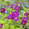 Blauwkussen (Aubrieta 'Cascade Red')