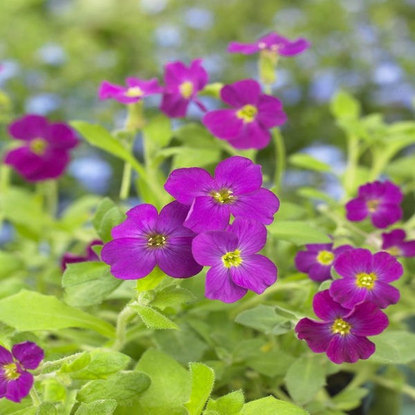 Blauwkussen (Aubrieta 'Cascade Red')