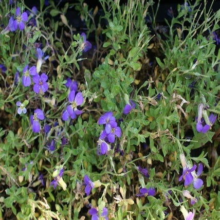 Blauwkussen (Aubrieta 'Hamburger Stadtpark')