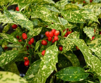 Broodboom (Aucuba japonica 'Variegata')