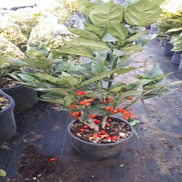 Broodboom (Aucuba japonica 'Rozannie')