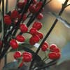 Broodboom (Aucuba japonica 'Rozannie')