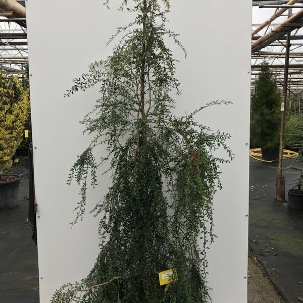 Azara Murphy Azara (Azara microphylla)
