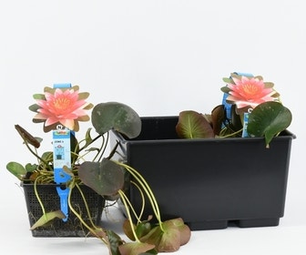 GM Künstlicher schwimmender Schaum Lotusblumen Seerose Teich Pflanzen Hausgarten GM Künstlicher schwimmender Schaum Lotusblumen Seerose Teich Pflanzen Hausgarten
