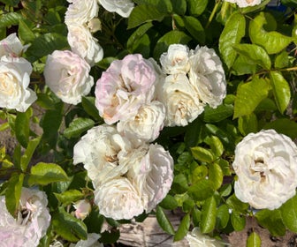 Trosroos (Rosa 'Baby Schneewitchen') (BIO)