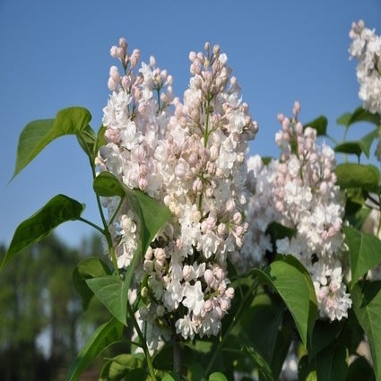Sering (Syringa 'Beauty of Moscow')