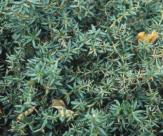 Zuurbes (Berberis candidula)