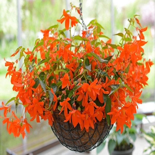 Begonia (Begonia bertinii) |