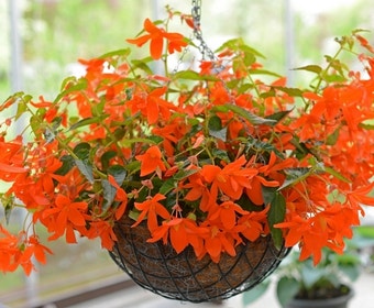 Begonia (Begonia bertinii)