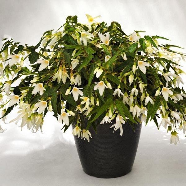 Begonia (Begonia Bertinii boliviensis 'Santa Barbara')