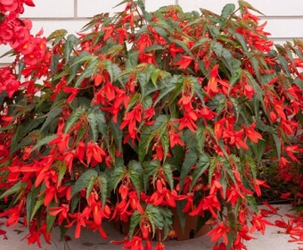 Begonia (Begonia Bertinii boliviensis 'Santa Cruz')