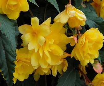 Hangbegonia (Begonia Pendula Cascade) geel