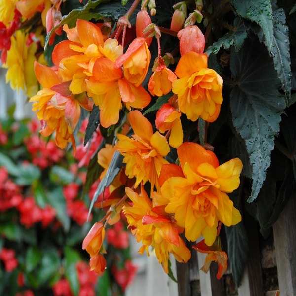 Hangbegonia (Begonia cascade) oranje